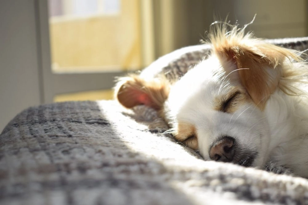 Conheça aromaterapia para cães