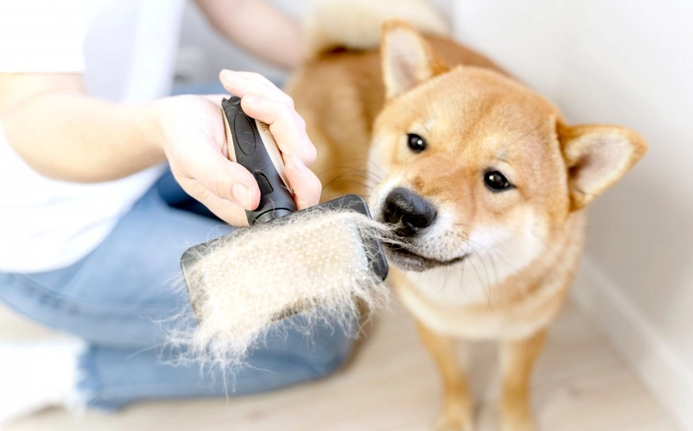 Como tirar pelo de cachorro da roupa?