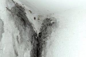Doenças respiratórias podem ser causadas pelo mofo