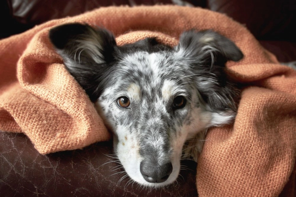 Pelos de cachorro pela casa: Dicas para manter os ambientes limpos