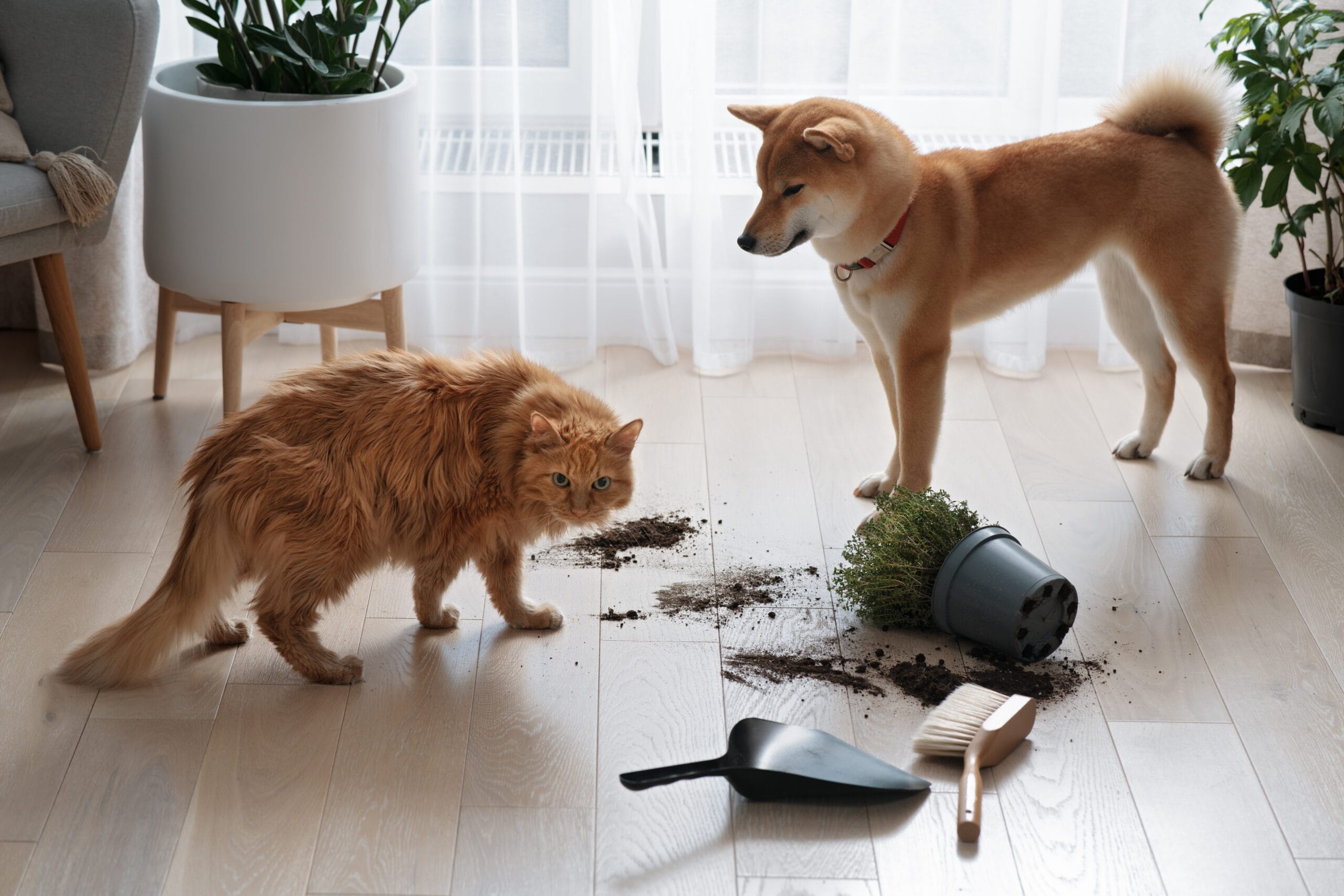 Como escolher o melhor aspirador de pó para casa com animais de estimação