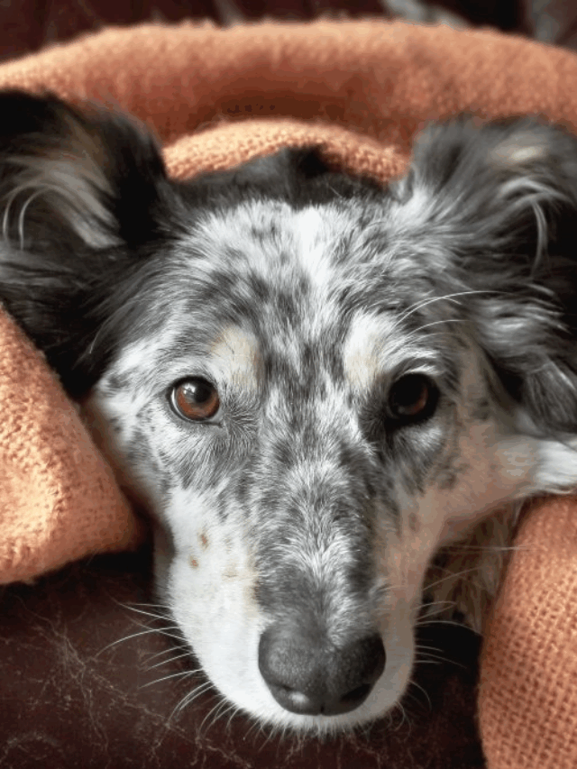 Pelos de cachorro pela casa: Dicas para manter os ambientes limpos
