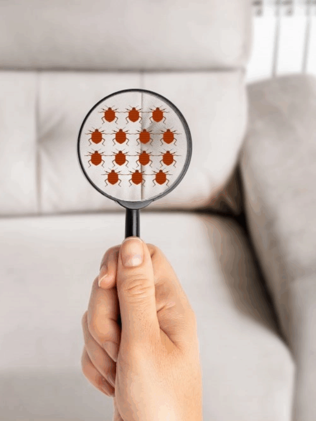 Como higienizar o sofá em casa