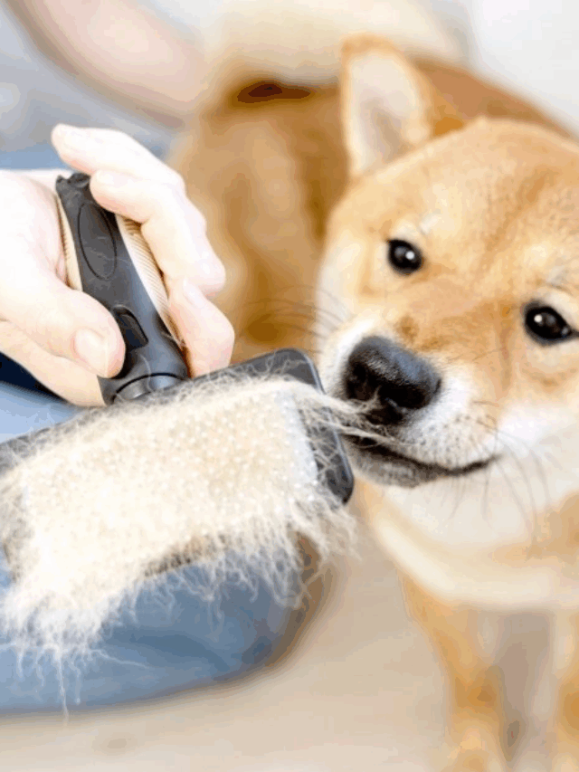 Como tirar pelo do cachorro da roupa?
