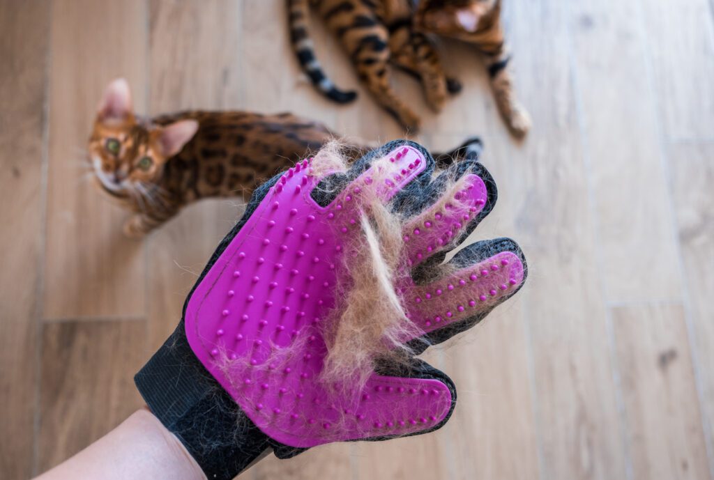 O que fazer para o gato parar de soltar pelo?