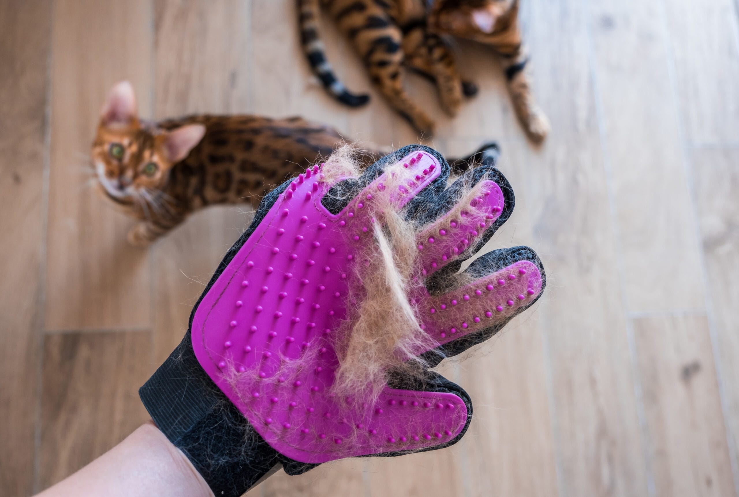 O que fazer para o gato parar de soltar pelo?