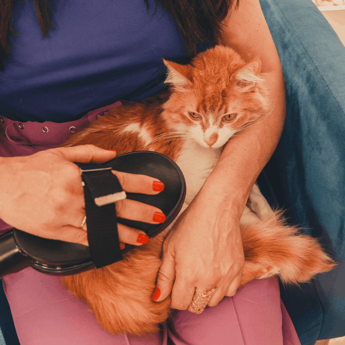 pet.png